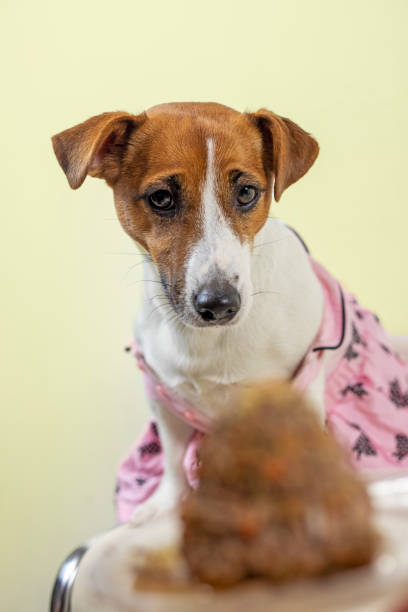 istock jack russell terrier celebrates his birthday on a light background, vertical 1302222034