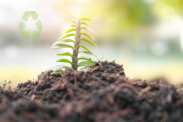 istock small tree on soil .tree planting for saving environment, arbor day, card for world earth day. growing trees leader trees planting tree. new beginning, the spring, conceptual. 1302223509