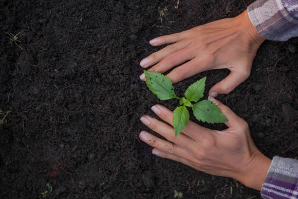 Close up hand support small tree on soil .tree planting for saving environment, arbor day, card for world earth day concept. Growing trees leader trees planting tree. Close up hand support small tree on soil .tree planting for saving environment, arbor day, card for world earth day concept. Growing trees leader trees planting tree. Arbor Day stock pictures, royalty-free photos & images