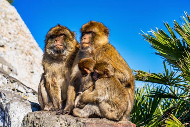 macaco selvatico o scimmia di gibilterra, attrazione del territorio d'oltremare britannico. - bertuccia di gibilterra foto e immagini stock