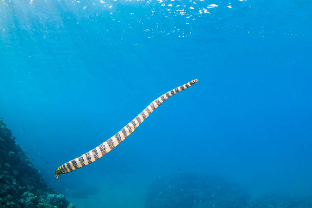 istock Underwater with a graceful Sea Snake in Okinawa 1302225026