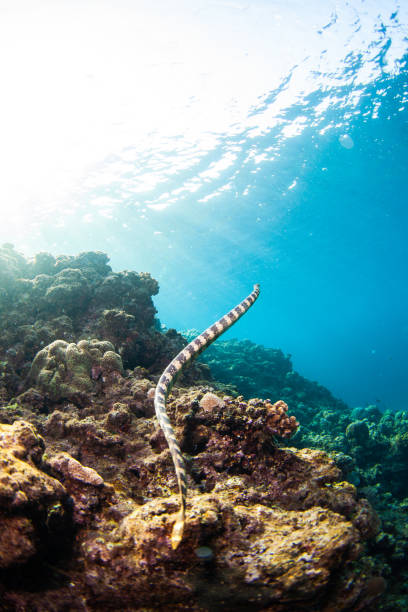 istock Underwater with a graceful Sea Snake in Okinawa 1302225030