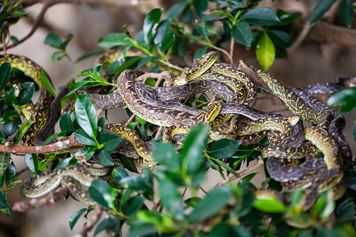 On Okinawa island the infamous Habu snake can be found. They are beautiful but very dangerous because of their poison.