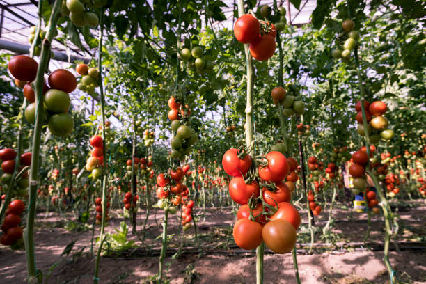 istock tomato in greenhouse 1302226324