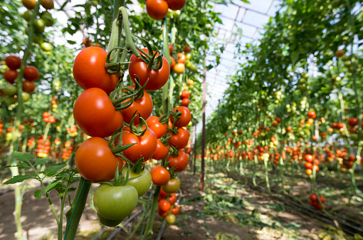View of tomatoes production in the middle of the season.