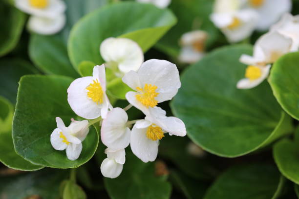A close up of white flowers of Begonia A close up of white flowers of Begonia semperflorens-cultorum begoniaceae stock pictures, royalty-free photos & images