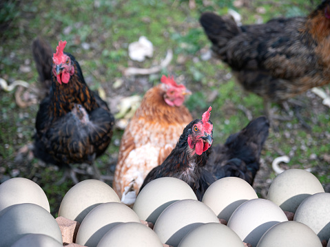 Hens on farm with brown eggs in foreground ready to sell