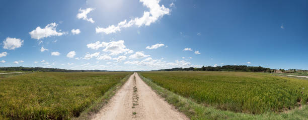 istock Panoramic view of road with rice fields on the sides on a cloudy day 1302227613