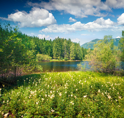 Splendid sunny morning on the blossom valley near Gessl village. Colorful summer view of the Grundlsee lake, Liezen District of Styria, Austria, Alps. Europe. Beauty of nature concept background.