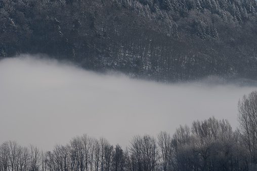 Two horizontal lines of trees in winter with thick fog in between