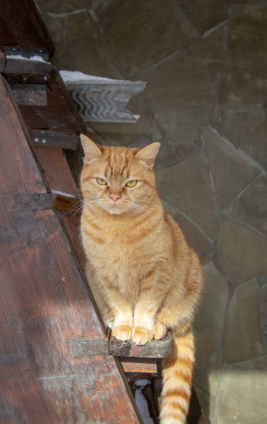 istock beautiful ginger cat sitting on the stairs 1302227956