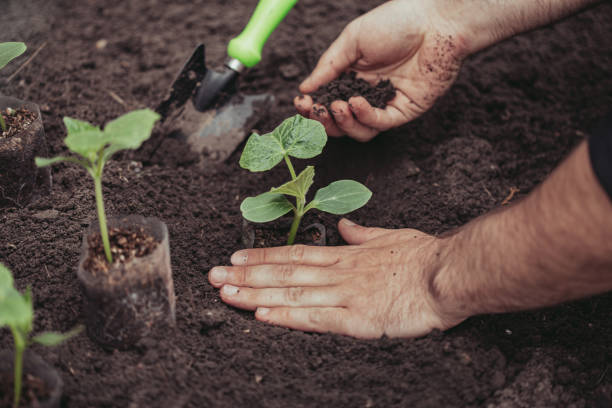Healthy organic food concept. Seedling of a green plant of a cucumber. Spring. Male hands rake the earth around the sprout. Close-up - a human hand holding a seedling uses a small garden shovel. Earth Day concepto de alimentos orgánicos saludables. sembrar de una planta verde de pepino. primavera. las manos masculinas rastrillan la tierra alrededor del brote. primer plano - una mano humana sosteniendo una plántula utiliza una pequeña pala de jardín.