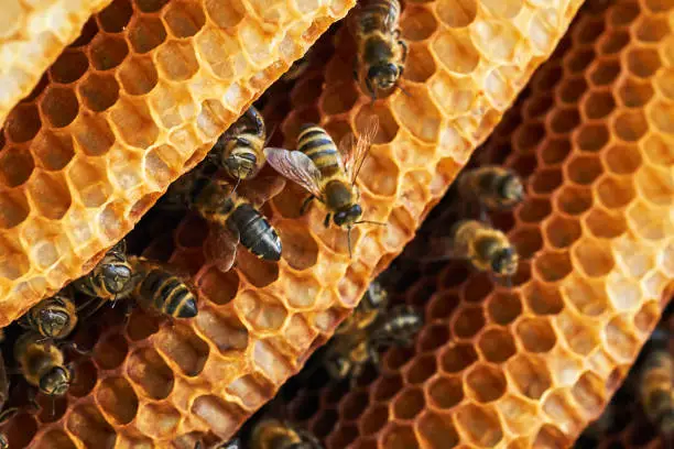 Bees and honeycomb