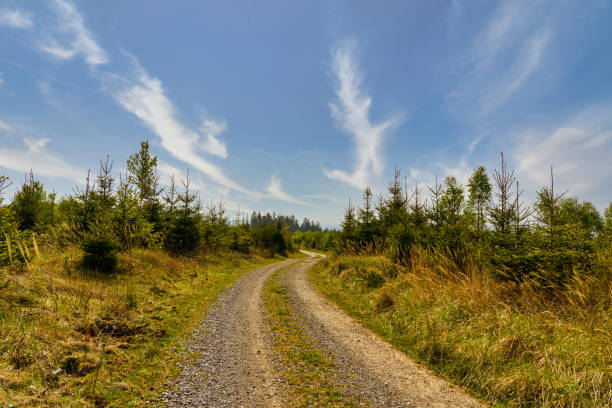 istock Lonely forest path in the Sauerland 1302230738