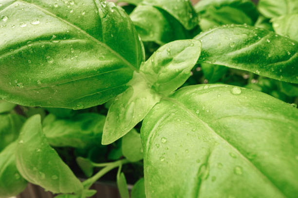 istock Macro photo of micro green sprouts leaves 1302231394
