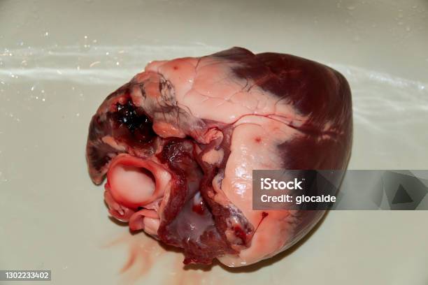 Heart Ready For Operation Stock Photo - Download Image Now - Animal Heart, Heart - Internal Organ, Heart Shape