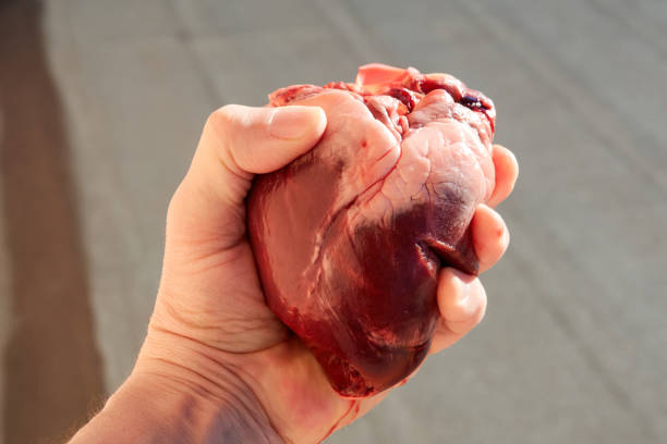 heart in male hand - anatomy blood animal vein human artery imagens e fotografias de stock