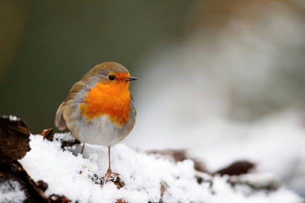 istock European Robin in the  snow in the forest 1302233640
