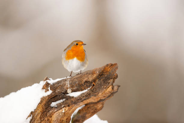 istock European Robin in the  snow in the forest 1302233665