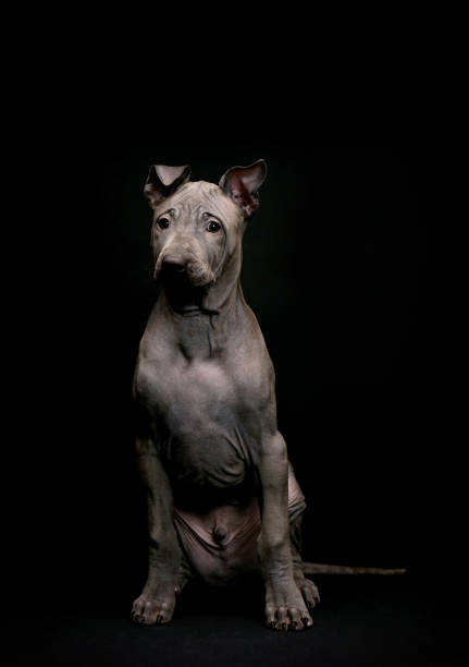 istock Portrait of a Thai ridgeback on a black background 1302236234