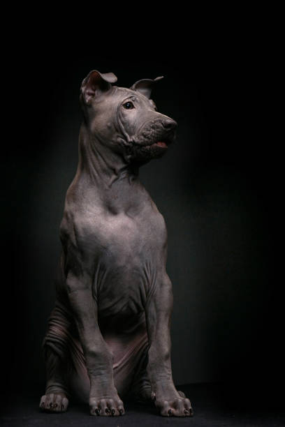 istock Portrait of a Thai ridgeback on a black background 1302236252