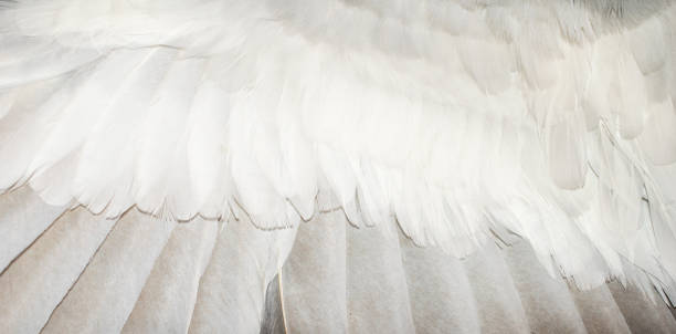 istock white and brown pigeon feathers. background or texture 1302237326