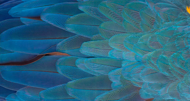 istock Closeup blue macaw feathers for a beautiful background 1302237675