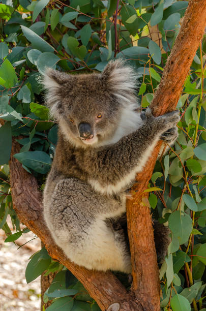 istock Koala - Yanchep National Park - Perth  Western Australia 1302238685