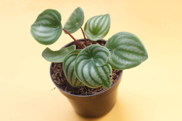istock Watermelon peperomia plant 1302239060