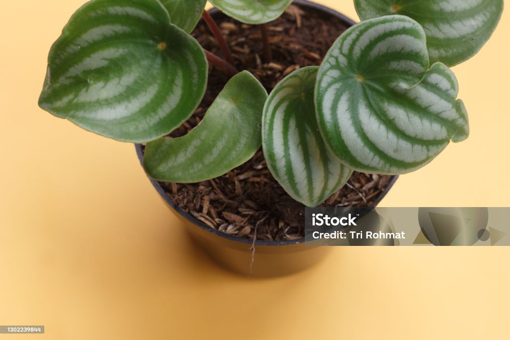 Watermelon peperomia plant Watermelon peperomia plant. Houseplant for home decoration. a plant that has green, patterned leaves Beauty Stock Photo