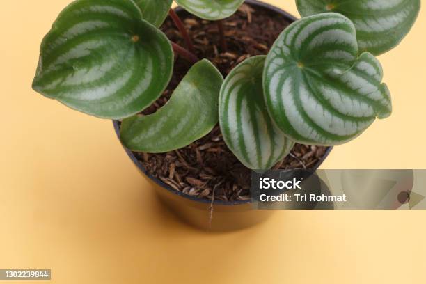 Watermelon Peperomia Plant Stock Photo - Download Image Now - Beauty, Botany, Bush