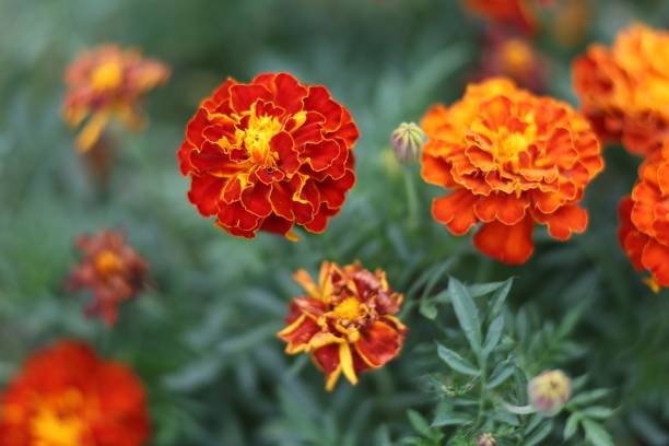 istock Marigold dark red flowers close up 1302241701