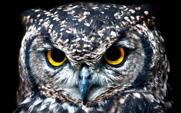 istock Portrait of a Spotted Eagle Owl 1302241765