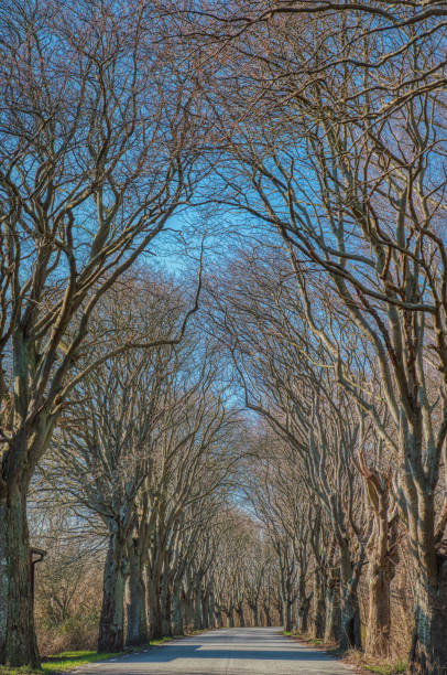 túnel de árvores sem folhas, galeria ou boulevard em skane transmite uma sensação de viagem mística ou viagem na estrada após a aderência do inverno - klagshamn - fotografias e filmes do acervo