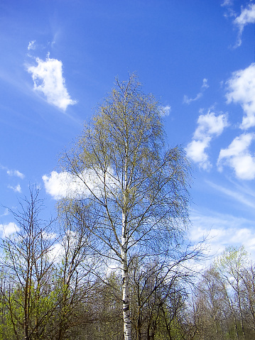 Birch with young leaves on the branches against the blue sky.