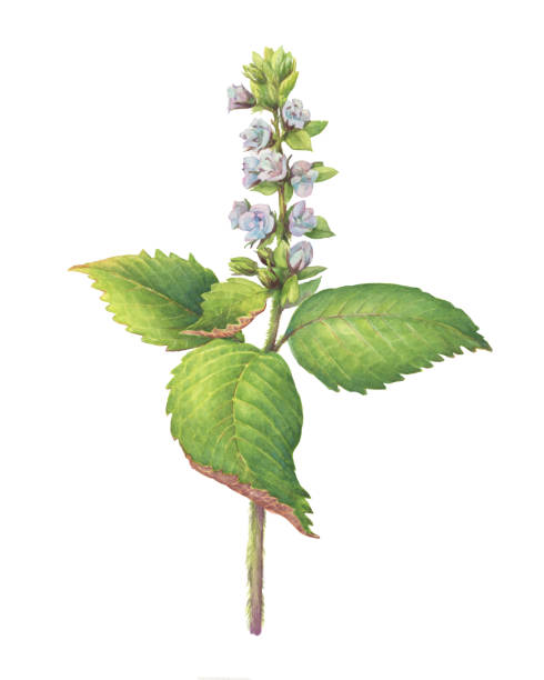 blaue blume und grüne blätter perilla frutescens (auch bekannt als koreanische perilla, shiso, chinesisches basilikum, blaukraut, silam). aquarell handgezeichnete malerei illustration isoliert auf weißem hintergrund. - shiso stock-grafiken, -clipart, -cartoons und -symbole