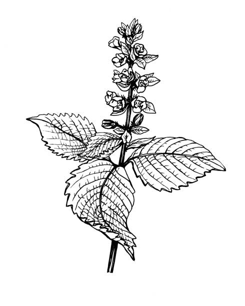 꽃과 잎 perilla frutescens (또한 한국 풍요, 시소, 중국 바질, 블루 위드, 사암이라고도 함). 흑백 윤곽선 일러스트레이션 핸드 그린 작업은 흰색으로 분리되어 있습니다. - shiso stock illustrations