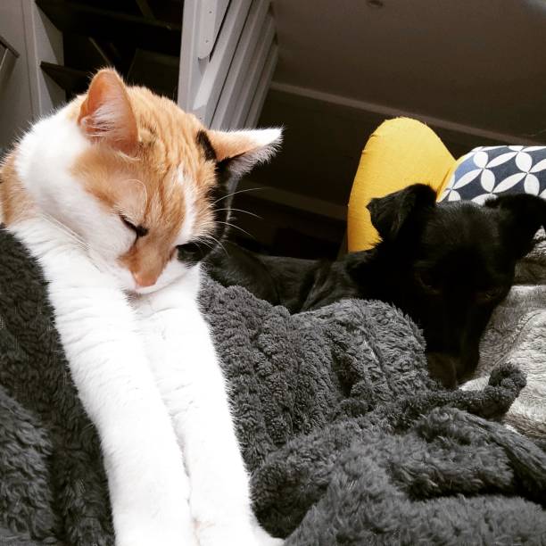 istock Cat and dog in my house 1302243002