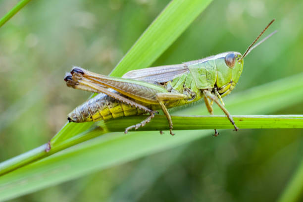 istock A green grasshopper climbing a blade of grass. 1302243141