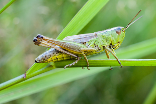 A green grasshopper climbing a blade of grass on a warm summer's day. In the tall and green grass, it is almost invisible.