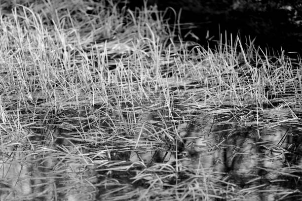 istock Reeds in a pond in winter 1302244255