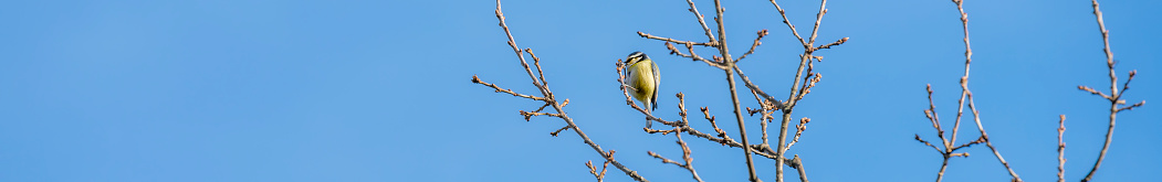 Blue tit in  the high branches of a bare deciduous tree.