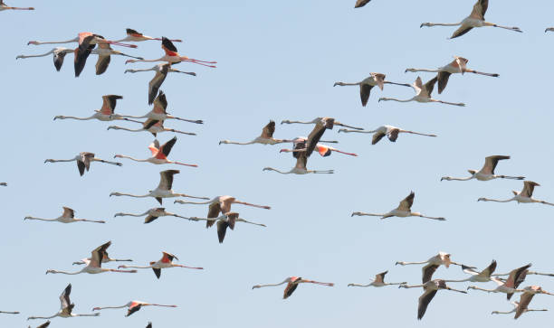 istock Multiple flamingos flying in Qatar during winter season. 1302244475