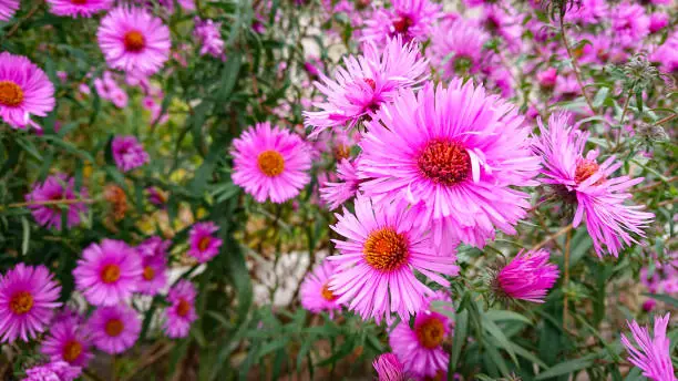 Beautiful glade with pink colors Symphyotrichum novae-angliae