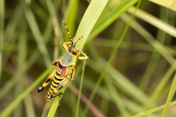 istock Locust of many colors 1302246057