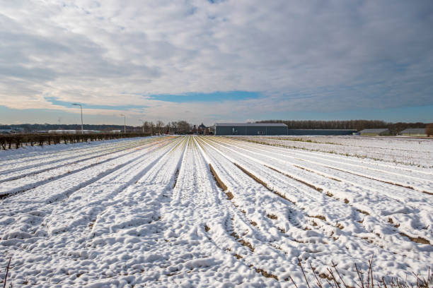 istock Tulip field in the spring snow, the Netherlands. 1302246782