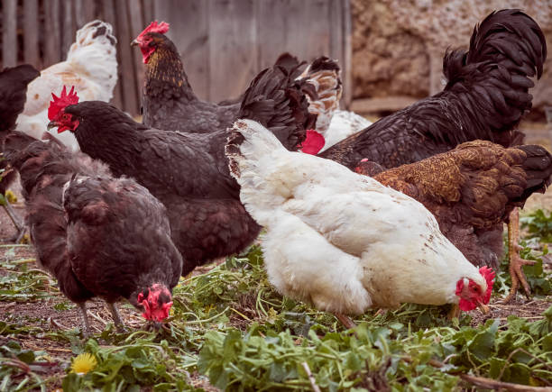 istock Chickens on a traditional farm. 1302248747