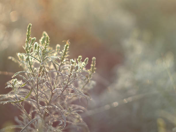 istock Plants in the morning light 1302248770