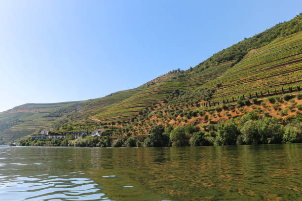 vue de la vallée du douro aux vignobles sur les collines, produisant le vin célèbre de port, porto, portugal - portugal port wine porto the douro photos et images de collection