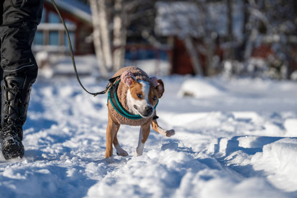 istock Stafordshire terrier outside in the snow 1302250000
